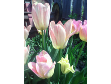 �������� ���� ����