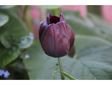 ������� �������� ���� (�ϣ ����)