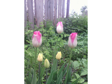 �������� Momotaro