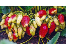 ��������� �������.jpg