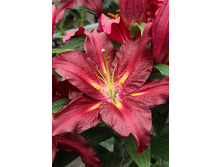 25,04���. ����� ����������(�������� ���� �� 7 ��., ����������� ����� 3��.).jpg