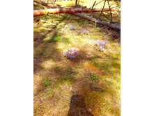 IMG 20170507 124514.jpg