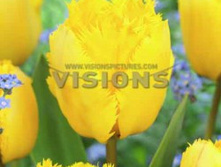 ������� ������� ����.jpg