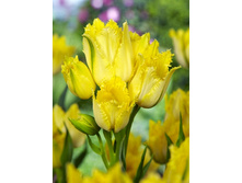 25,85���. ������� ������� �����(�������� ���� �� 10 ��., ����������� ����� 5��.).jpg