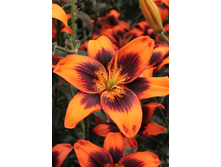 44,6���. ����� ��� �����(�������� ���� �� 5 ��., ����������� ����� 1��.).jpg