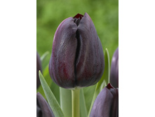 16,64���. ������� �����(�������� ���� �� 10 ��., ����������� ����� 5��.)���17.jpg