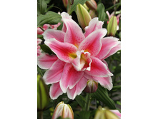 54,44���. ����� ROSELILY �������(�������� ���� �� 5 ��., ����������� ����� 1��.).jpg