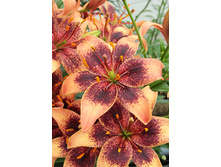 36,98���. ����� �������(�������� ���� �� 5 ��., ����������� ����� 3��.).jpg