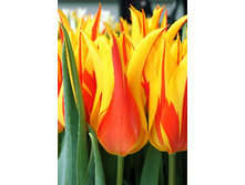 23,14���. ������� ���� �����(�������� ���� �� 7 ��., ����������� ����� 2��.).jpg