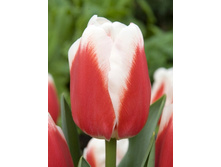 17,68���. ������� ����� ������(�������� ���� �� 10 ��., ����������� ����� 5��.).jpg