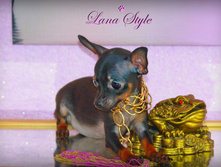 �� ����� (����)