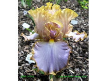 89,3���. ���� ���������� ���� �����(�������� ���� �� 2 ��., ����������� ����� 1��.)���17.jpg