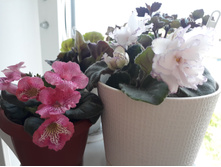 Fredette Sweet Jenny