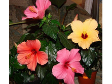 �������� ���� - �� 350 ���.