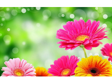 Colorful-flowers-wallpapers-17.jpg