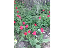 �������� �������