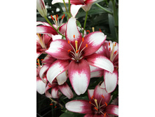 35,38���. ����� ���� ����(�������� ���� �� 5 ��., ����������� ����� 3��.).jpg