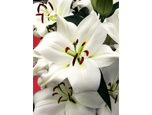 28,24���. ����� �������(�������� ���� �� 5 ��., ����������� ����� 3��.).jpg