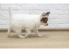 ������ 2 ���.