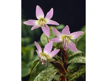 45,76���. ���������� ����-�����(�������� ���� �� 5 ��., ����������� ����� 1��.)���17.jpg