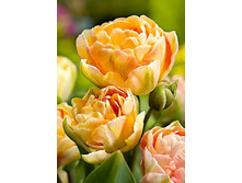 18,72���. ������� ������� �����(�������� ���� �� 10 ��., ����������� ����� 5��.).jpg