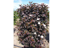 ������������� �������