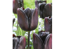 14,71���. ������� �����������(���������� ������ ������ ���������� �� 10 ��.)���17.jpg