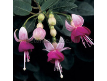 ������ Krommenie No471