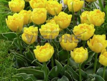 ������� ��������.jpg