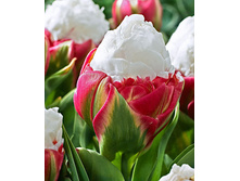 59,14���. ������� ��� ����(�������� ���� �� 5 ��., ����������� ����� 1��.).jpg