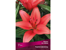 ����� ������ �������.jpg