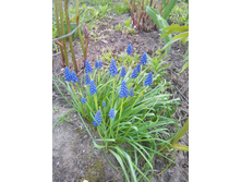 ������� 30�- ����� �� 5-7 �������..