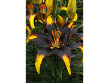 25,04���. ����� ����� ����(�������� ���� �� 7 ��., ����������� ����� 3��.).jpg