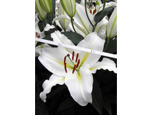 26,96���. ����� �����(�������� ���� �� 7 ��., ����������� ����� 3��.)���16.jpg