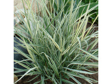 �����. ����������� ���� �����.