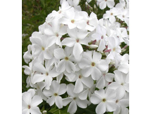 ����� �����������.