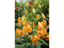 115,87���. ����� ����� �������(�������� ���� �� 3 ��., ����������� ����� 1��.).jpg