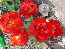 ����� �����