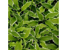 ����� ��������� ��������������.jpg