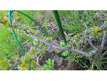 ����� ��������� ������)