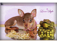 ���� ����� ������ (����)