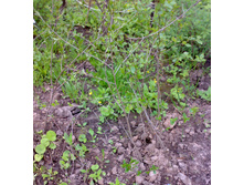 ����� ��� (4).jpg