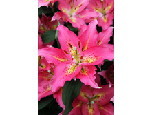 28,48���. ����� �������(�������� ���� �� 4 ��., ����������� ����� 2��.)���16.jpg