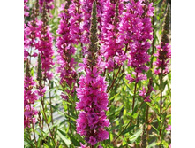 ���������.