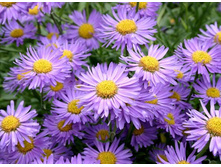 ����� ������� ��������� 50�