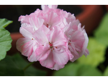 ���������� Morval.jpg