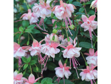 ������ Southgate No190