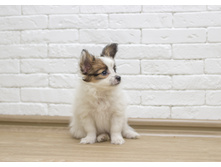 ������ 2 ���.10