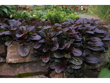 ������� �������� 60 ���.jpg