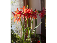 �����������, ��������